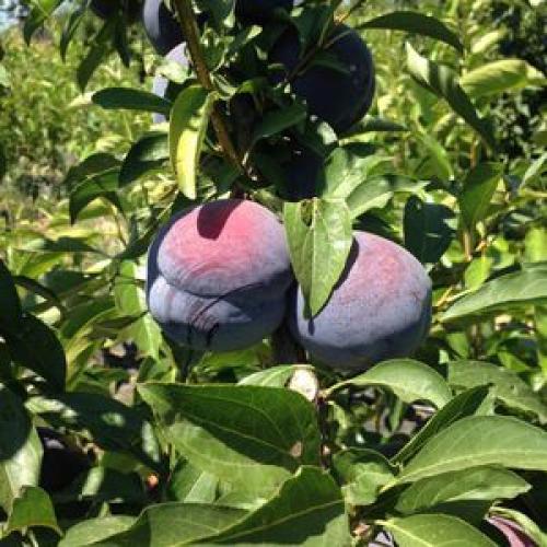 Плодовые деревья для сада. Выбор деревьев для сада