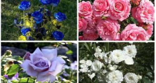 Когда сажают флоксы многолетние. Для дачников Полезные советы и интересные статьи дачникам садоводам и огородникам