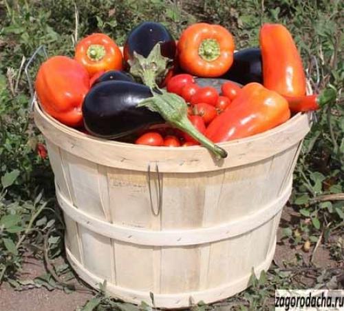 Пасленовые овощи – выращивание и уход