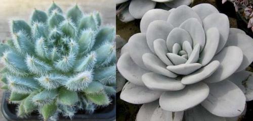 Эхеверия Черный принц уход. Эхеверия – каменная роза 