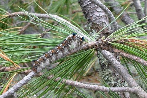 Почему желтеет пихта и что делать. Пожелтела пихта: причины и лечение, профилактика