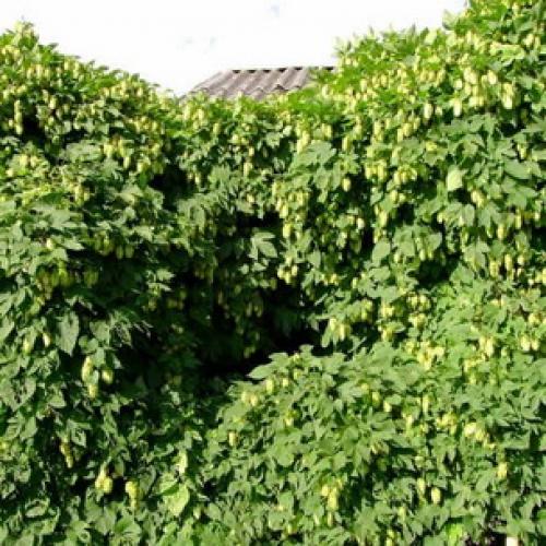 Как размножается хмель. Как выглядит лиана хмель и как она растет (с фото)