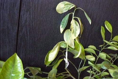 Лимонник комнатный. Учимся выращивать и ухаживать за лимоном дома