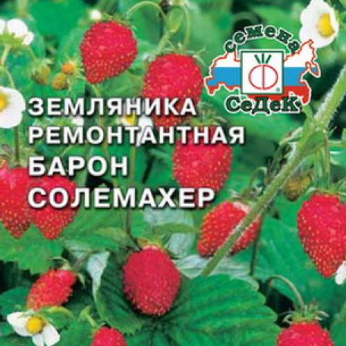 Когда рассаживать ремонтантную землянику безусую. Как размножить и ухаживать за ремонтантной безусой земляникой лучших сортов