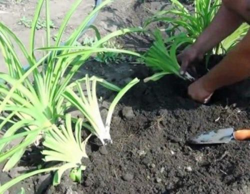 Чем подкормить лилейник осенью. Особенности ухода за лилейниками осенью