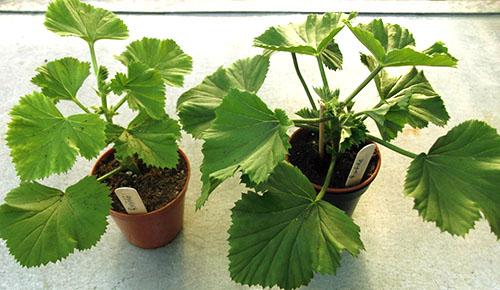 Королевская герань белая. Фото королевской пеларгонии и уход за растением дома