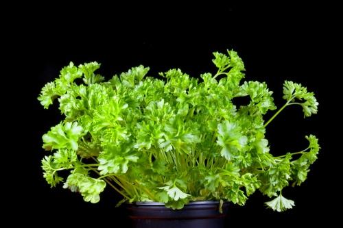 Пряные травы на подоконнике из семян самые неприхотливые и. Огород на подоконнике: какие пряные травы можно вырастить в домашних условиях