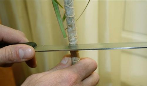 Как обновить драцену в домашних. Как правильно обрезать драцену, чтобы получить красивое растение