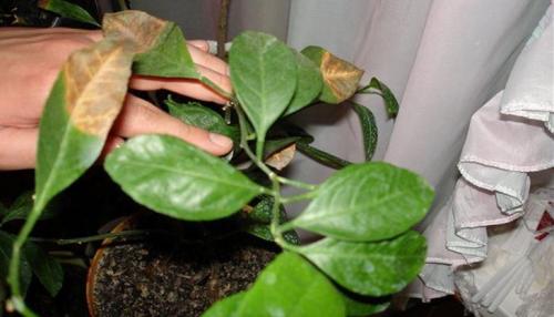 Почему у мандарина опадают зеленые листья. Причины потери листьев