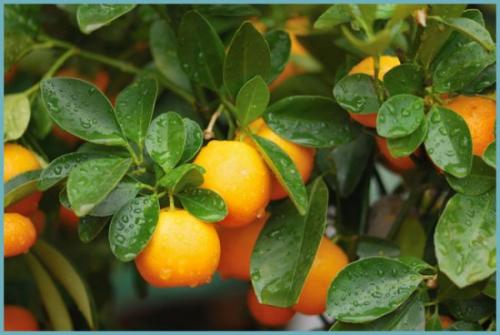 Каламондин уход опадают листья. Каламондин (цитрофортунелла) — почему опадают листья