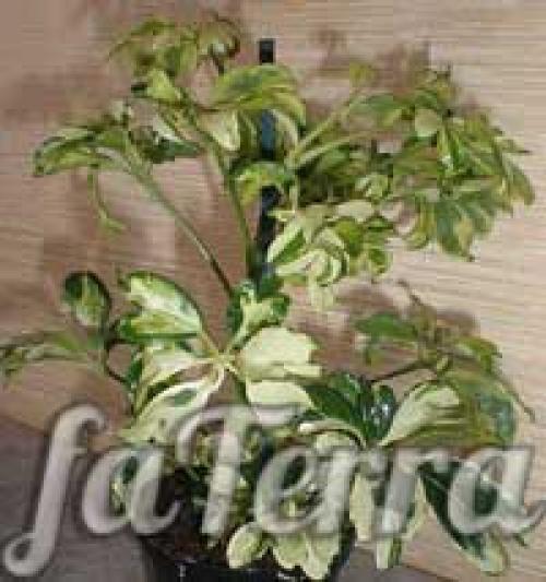 Schefflera arboricola уход. Шеффлера виды
