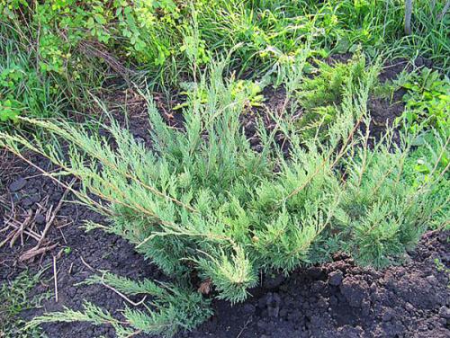 Особенности выращивания и размножения можжевельника казацкого