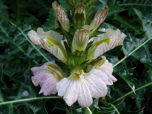 Цветок медвежья лапа. Акант описание