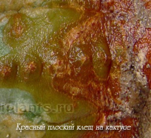 На, кактусе белый пух. Клещи на кактусах