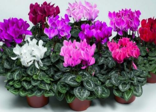 Цикламен персидский значение цветка. Можно ли держать дома цикламен