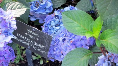 Как отличить уличную гортензию от домашней. Почему важно знать вид вашей гортензии?