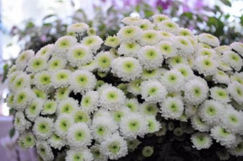 Зеленая хризантема. Мелкоцветковая и крупноцветковая хризантема кустовая. Фото и название