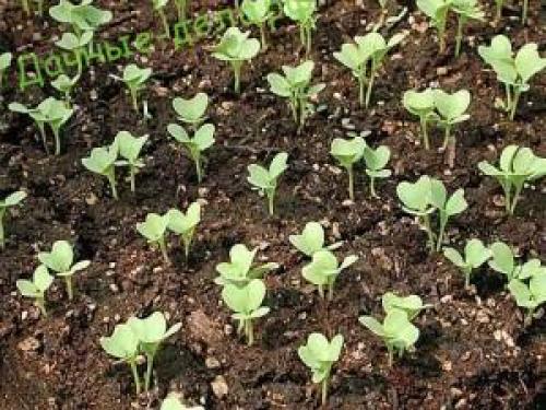 Как получит семена из цветной капусты. Как получить семена цветной капусты?