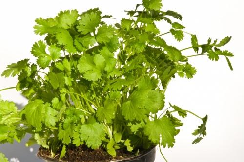 Пряные травы на подоконнике из семян самые неприхотливые и. Огород на подоконнике: какие пряные травы можно вырастить в домашних условиях