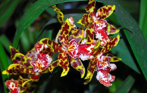 Онцидиум виды. Как ухаживать за орхидеей Онцидиум в домашних условиях