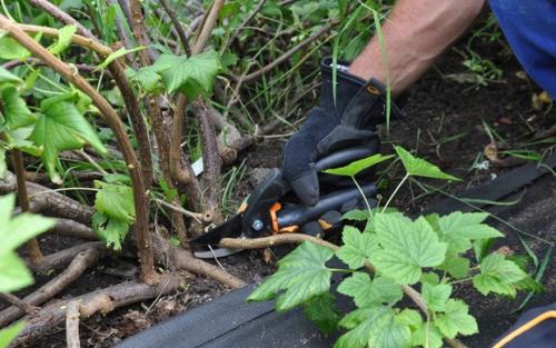 Черенкование смородины весной. Как размножать смородину зелеными и одревесневшими черенками?