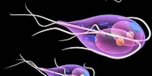 Экстракт ягод лимонника. Инструкция по применению