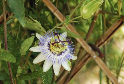 Страстоцвет пассифлора лечебные свойства. Пассифлора: от чего помогает и что лечит, как использовать в народной медицине