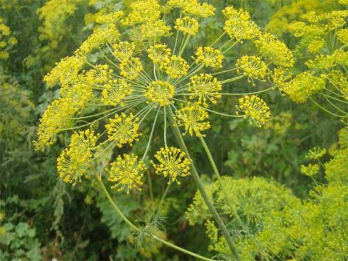 Съедобные зонтичные растения. Семейство Зонтичные: характеристика и представители