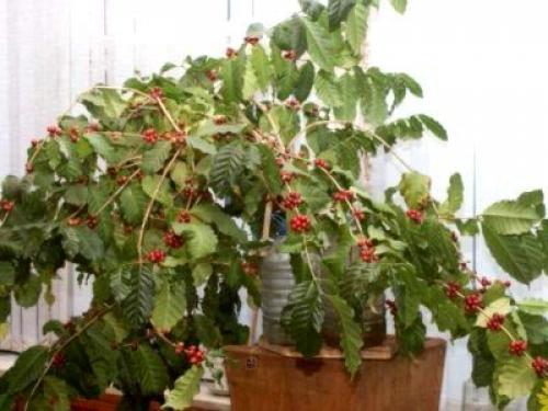 Кофе аравийский, кофейное дерево как комнатное растение