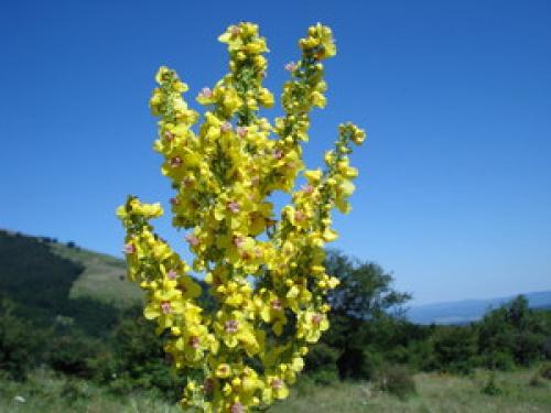 Домашний цветок Медвежье Ухо. Коровяк «медвежье ухо»: лечебные свойства, противопоказания