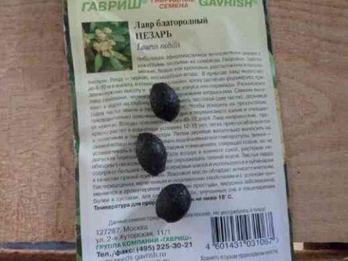 Лавр нобилис уход. Размножение лавра семенами