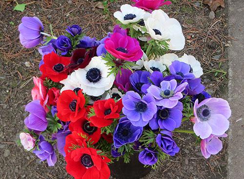 Выращиваем на даче различные виды и сорта анемонов