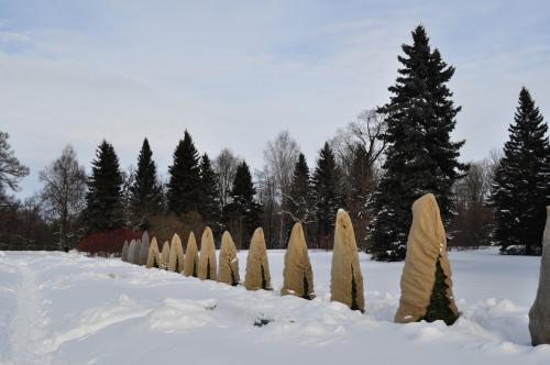 Если желтеет пихта, что делать. Совет 1: Хвойные весной желтеют, что делать?