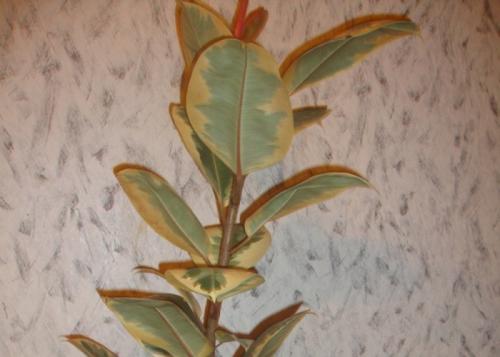 Почему осыпается фикус Бенджамина. Фикус бенджамина сбрасывает листья: почему и что делать?