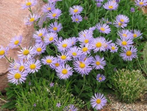 Подзимний посев однолетних цветов. Подзимний посев цветов и овощей – агрономические хитрости