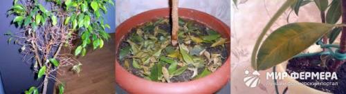 Что делать если с фикуса осыпаются листья. Почему фикусы сбрасывают листья