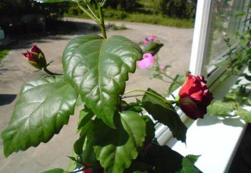 Дикая роза комнатное растение уход. Как правильно ухаживать за китайской розой в домашних условиях: выращивание и размножение