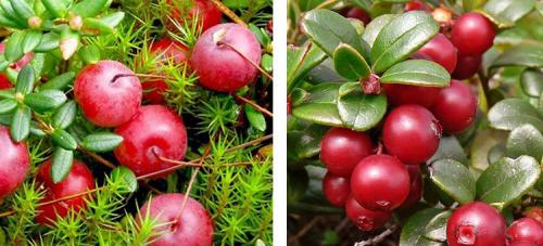 Брусника это дикорастущее растение. Как выглядит и где растет ягода брусника