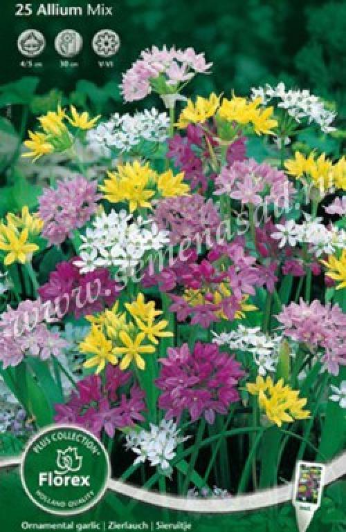 Лук декоративный Смесь окрасок. Лук Смесь окрасок