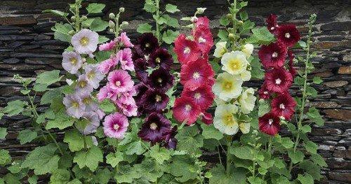 Мальва цветок. Описание