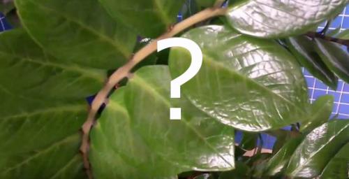 Как восстановить замиокулькас. Замиокулькас что делать если