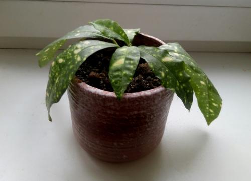 Почему КРОТОН сбрасывает верхние листья. Почему кротон капризничает…