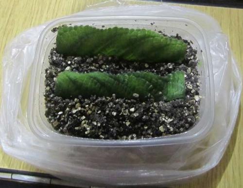 Стрептокарпус Размножение листом когда появляются всходы. Re: Размножение стрептокарпуса листом