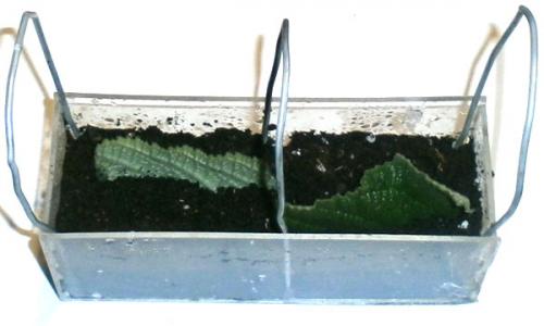 Стрептокарпус Размножение фрагментом листа. Как размножить стрептокарпус частью листа