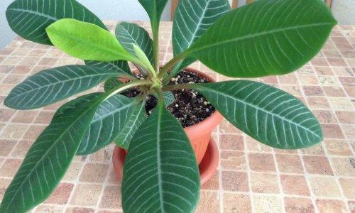 Почему у молочая Миля желтеют и опадают листья. Почему у молочая иногда желтеют листья?