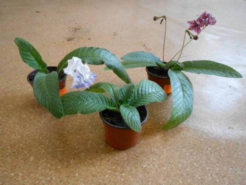 Стрептокарпус Размножение листом в воде. Стрептокарпус: размножение фрагментом листа