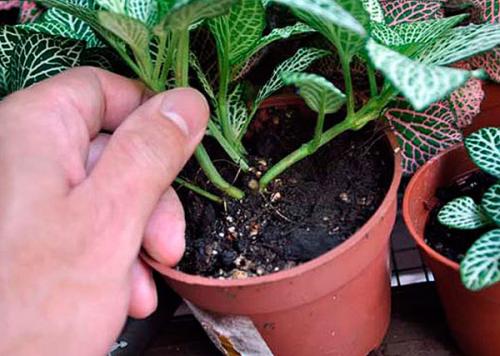 Грунт для пересадки фиттонии. Особенности размножения фиттонии