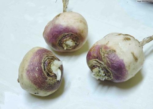 Какого цвета бывает репа. Обзор сортов репы