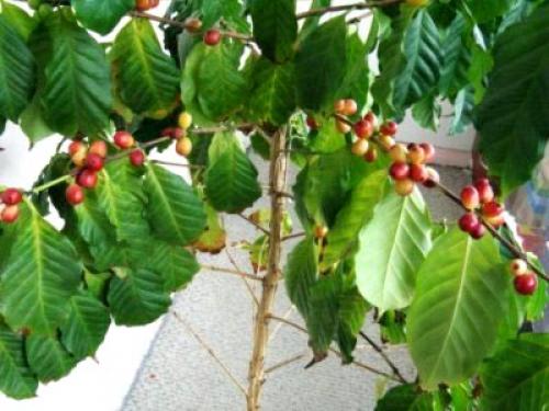 Грунт для кофейного дерева. Виды кофейных деревьев