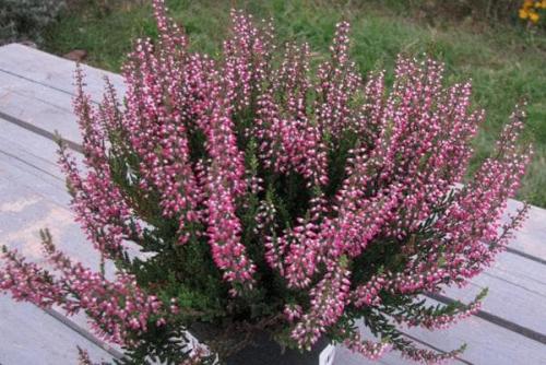 Как посадить семена вереска в саду и ухаживать за выращенными цветами